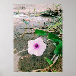Póster Flor De Espinacas De Agua En La Presa