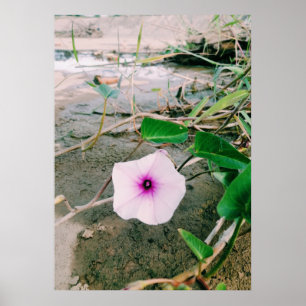 Póster Flor De Espinacas De Agua En La Presa