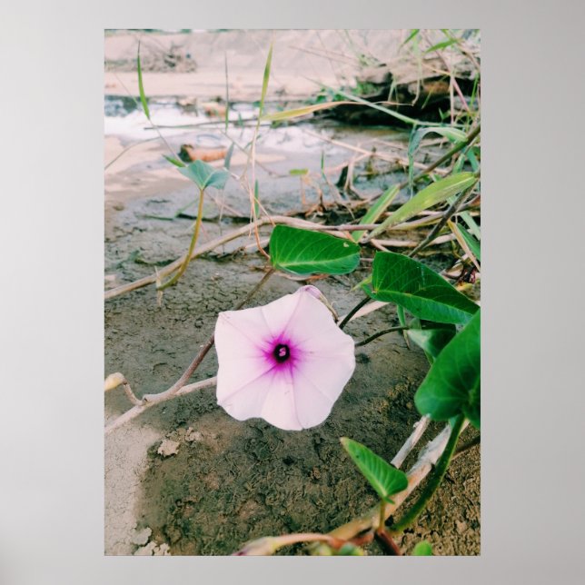 Póster Flor De Espinacas De Agua En La Presa (Frente)