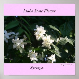 Póster Flor de estado de Idaho, el Syringa