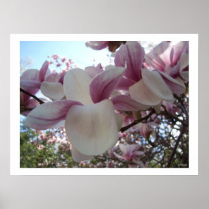 Póster Flor de flores de cerezo