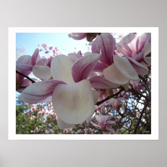 Póster Flor de flores de cerezo (Frente)