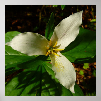 Póster Flor de flores de trillio blanco