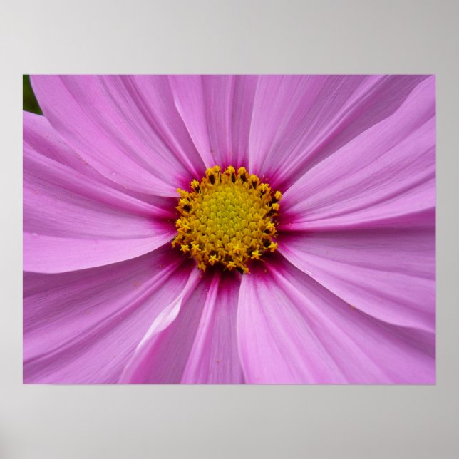 Póster Flor de flores silvestres rosadas Cosmos (Frente)
