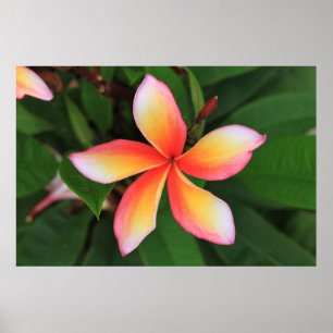 Póster Flor de Frangipani