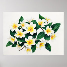 Póster Flor de Frangipani acuarela blanca y amarilla