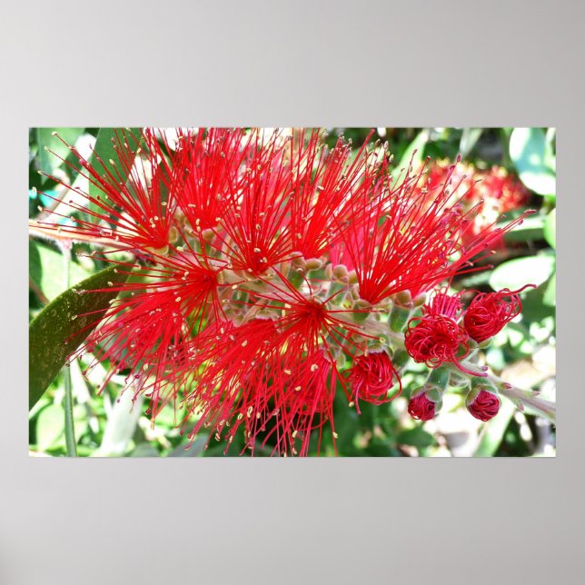 Póster Flor de frasco rojo tropical floral (Frente)
