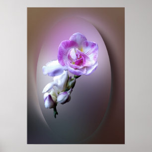 Póster flor de freesia rosa