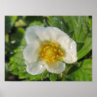 Póster Flor de fresa