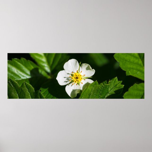 Póster Flor de fresa silvestre (Frente)
