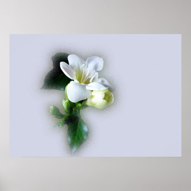 Póster flor de fresia blanca (Frente)