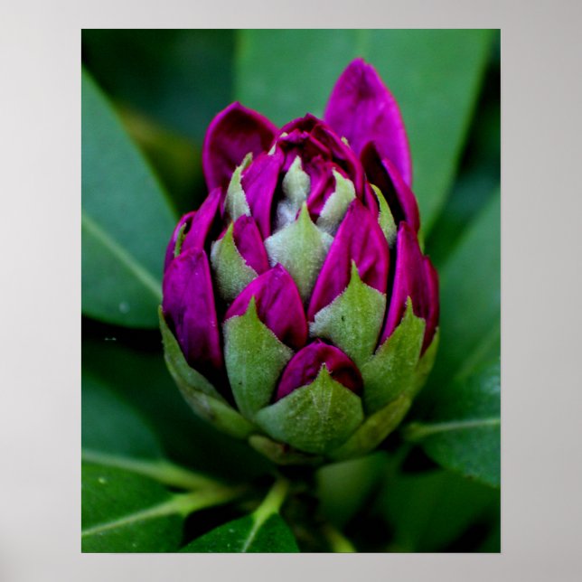 Póster Flor de Fuchsia (Frente)