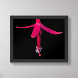 Póster Flor de Fuchsia Rosa Brillante sobre Negro