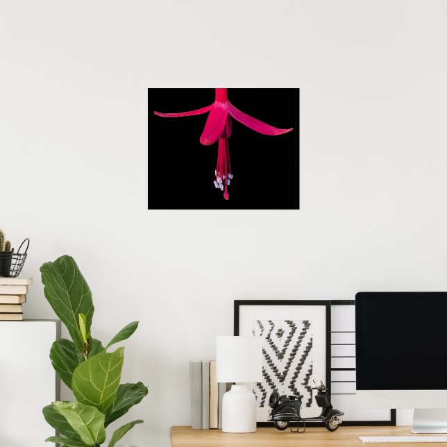 Póster Flor de Fuchsia Rosa Brillante sobre Negro (Oficina en casa)