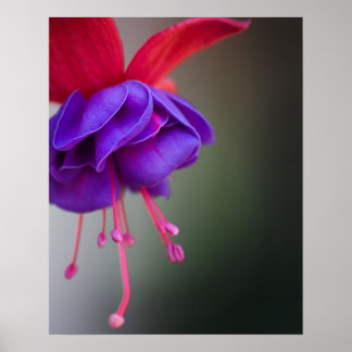 Póster Flor de fucsia morada y roja