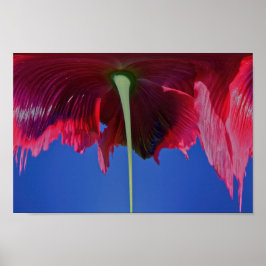 Póster Flor de fusión