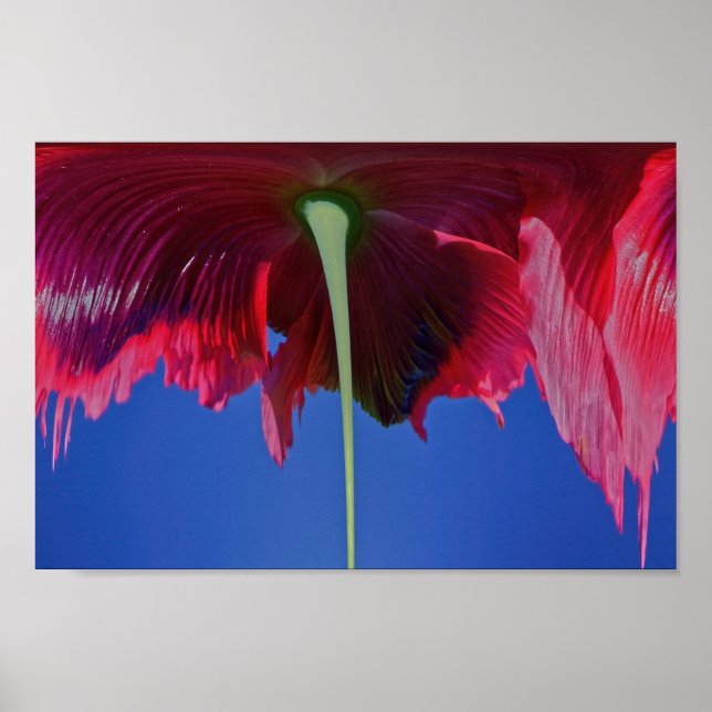 Póster Flor de fusión (Frente)