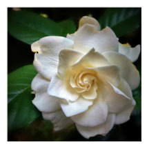 Flor de gardenia blanca