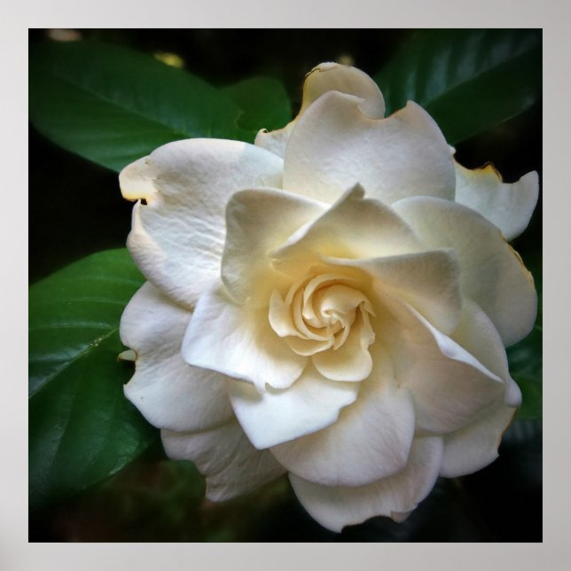 Póster Flor de gardenia blanca (Frente)