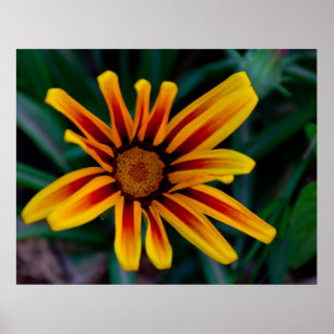 Póster Flor de Gazania