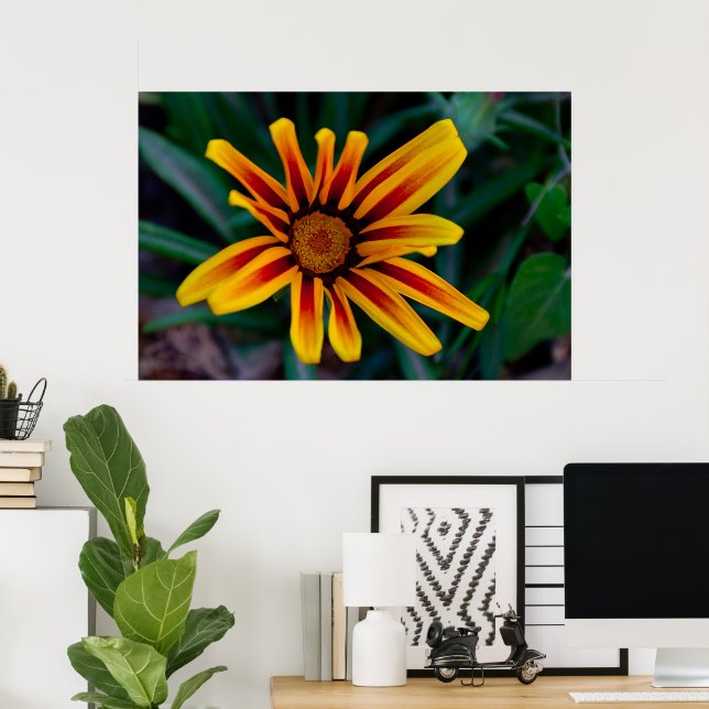 Póster Flor de Gazania (Oficina en casa)