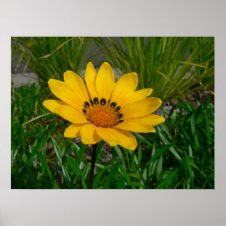 Póster Flor de Gazania