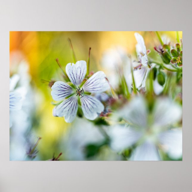 Póster Flor de Geranio Blanco Fotografía Abstracta de la  (Frente)
