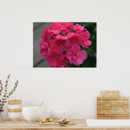Póster Flor de geranio Rosa