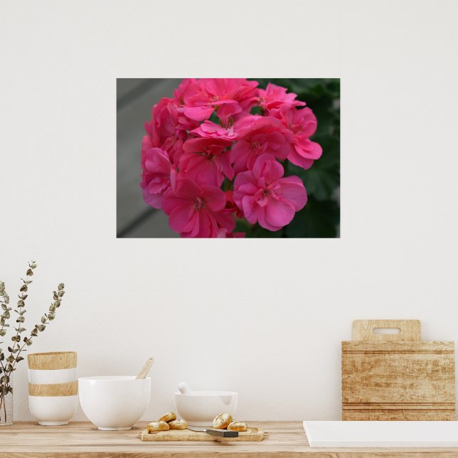 Póster Flor de geranio Rosa (Cocina)