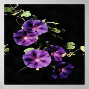 Póster Flor De Gloria De Mañana Aislada En Negro