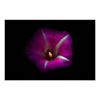 Póster Flor de gloria matutina