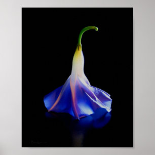 Póster Flor de gloria matutina 2