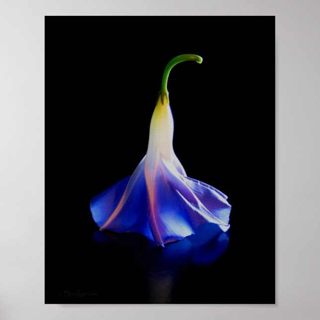 Póster Flor de gloria matutina 2 (Frente)