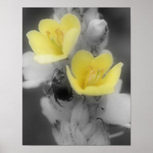 Póster Flor de gordolobo con escarabajo color parcial