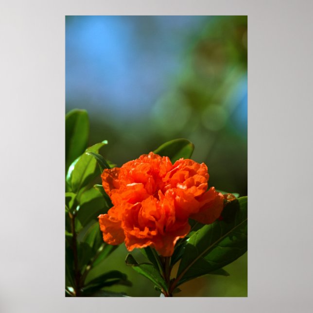 Póster Flor de granada (Frente)