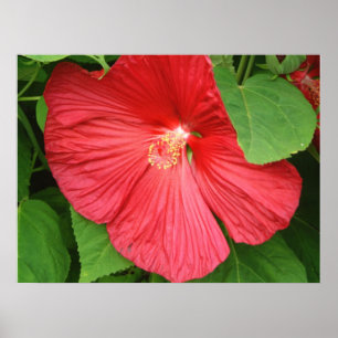 Póster Flor de Hibisco Brillante Magenta Floral