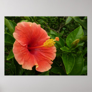 Póster Flor de Hibisco Naranja Floral Tropical