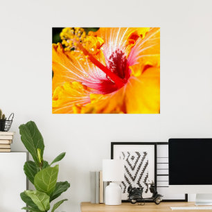 Póster Flor de Hibisco Naranja Vista Lateral 30x24