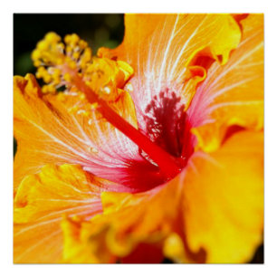 Póster Flor de Hibisco Naranja Vista Lateral Brillante
