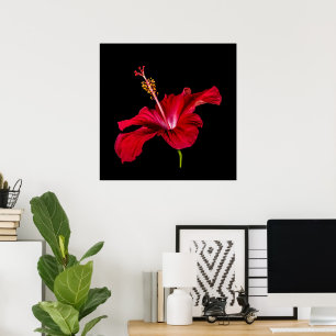 Póster Flor de Hibisco Rojo Tropical Paradisíaco & Negro