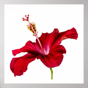 Póster Flor de Hibisco Rojo Vista Lateral Fondo Blanco