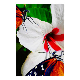 Póster Flor de Hibiscus con 2 mariposas tigre de largo