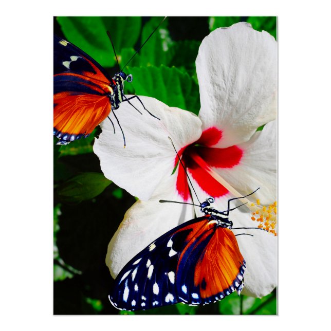 Póster Flor de Hibiscus con 2 mariposas tigre de largo (Anverso)
