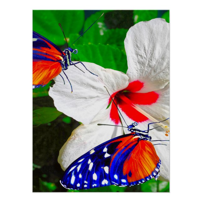 Póster Flor de Hibiscus con 2 mariposas tigre de largo (Anverso)