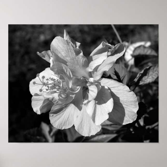 Póster Flor de hibiscus doble blanca y negra (Frente)