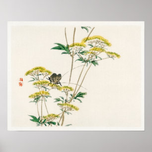 Póster Flor de hinojo (Actinotus helianthi) por Kōno Bair