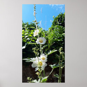 Póster Flor de hollyhocks, Alcea Alba