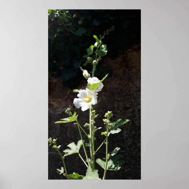 Póster Flor de hollyhocks, Alcea Alba (Frente)