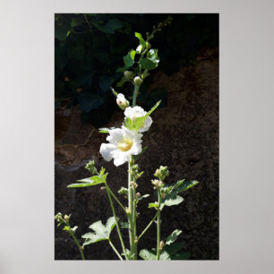 Póster Flor de hollyhocks, Alcea Alba