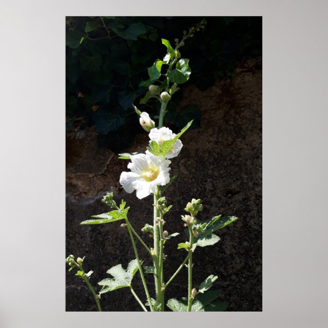 Póster Flor de hollyhocks, Alcea Alba (Frente)